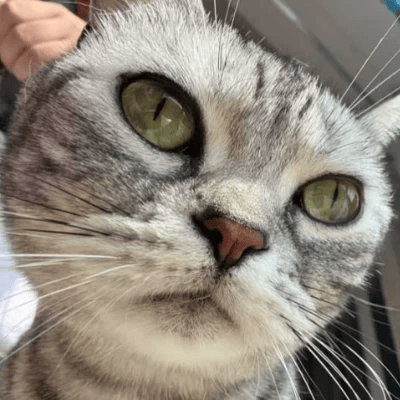 pomelopeel avatar