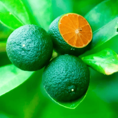 calamansidios avatar