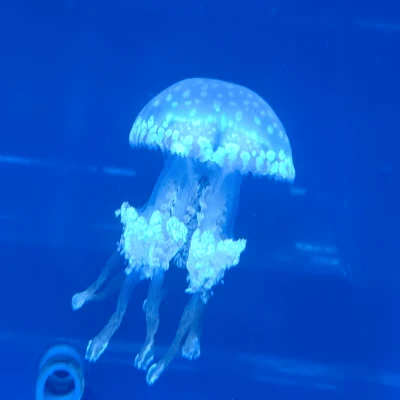 SleepyPoppy avatar
